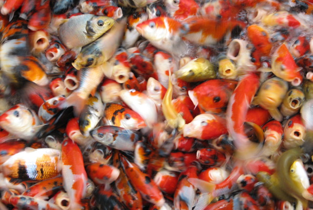 Swarm of Koi fish